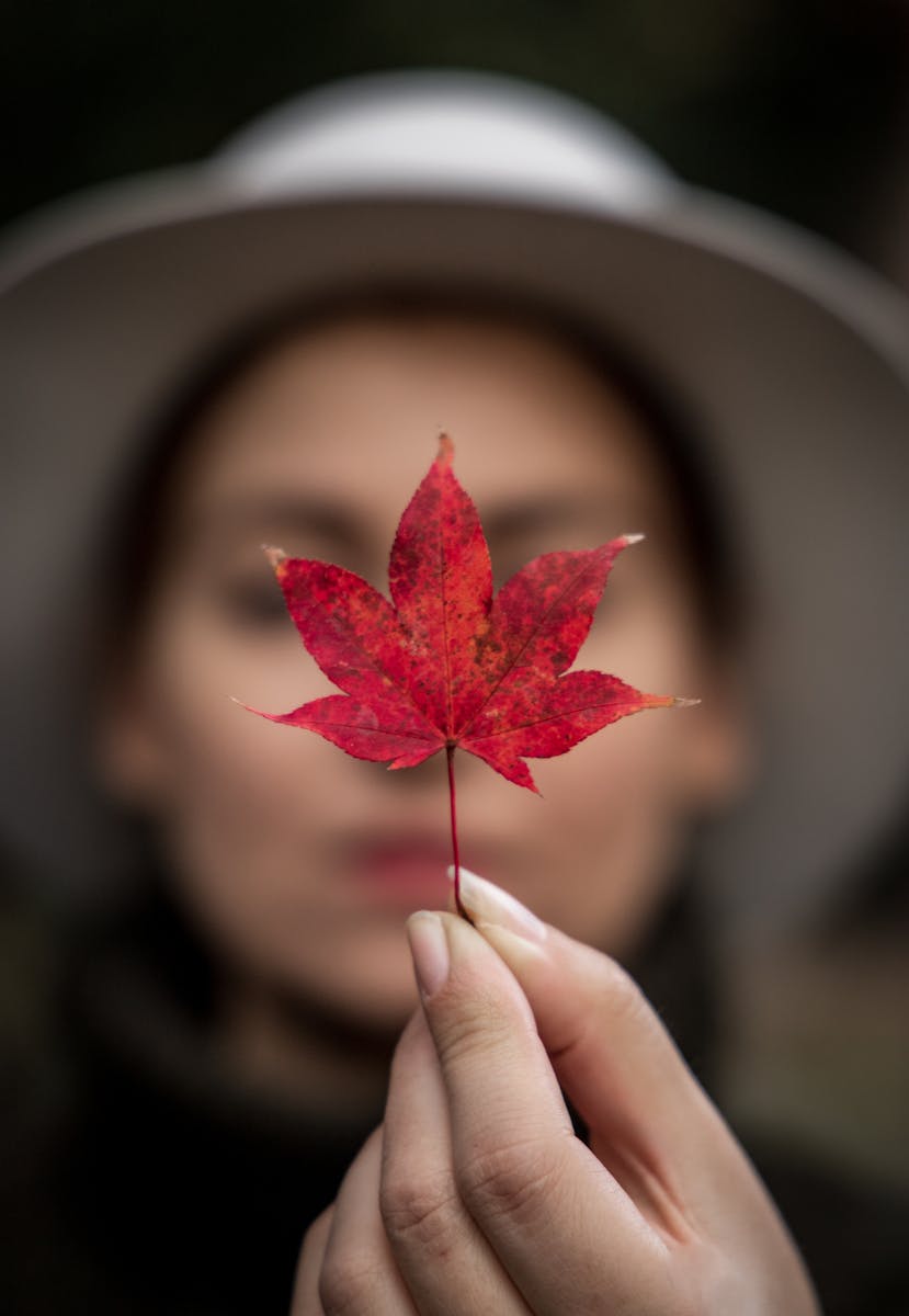 Person Holding Red Leaf in Selective-focus Photography